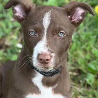 Bufflehead