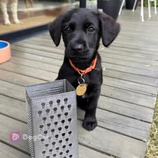 Grater