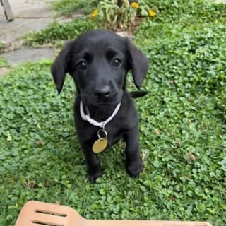 Spatula